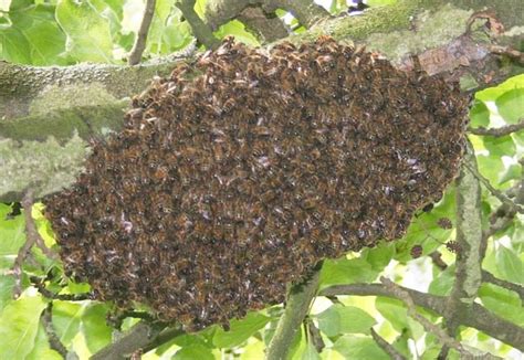 Do all the bees leave when they swarm?
